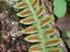 image of Blechnum polypodioides