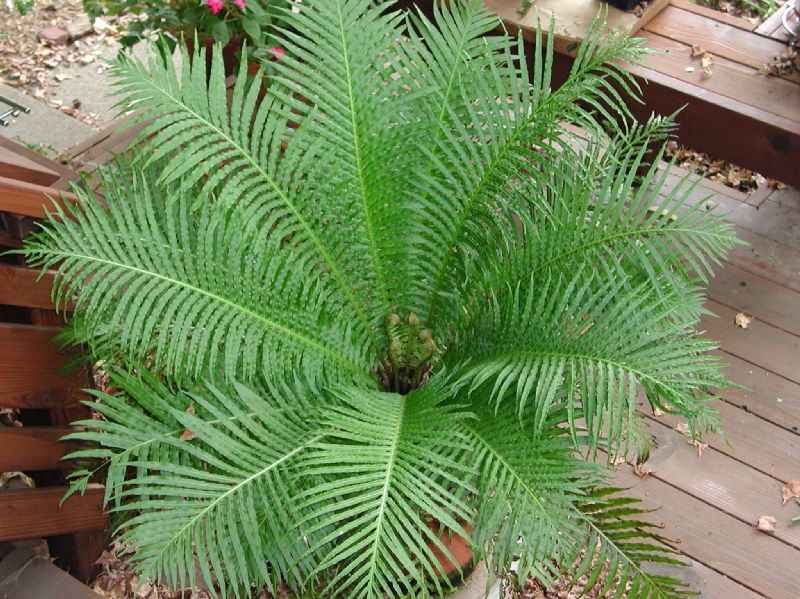 Blechnaceae Neoblechnum brasiliense