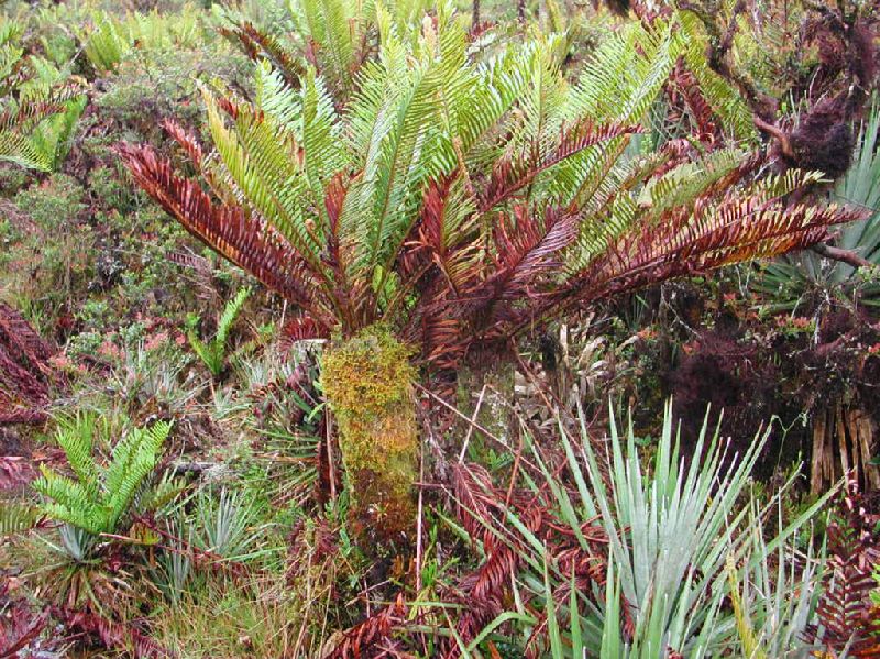 Blechnaceae Lomariocycas aurata