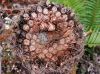 image of Lomariocycas aurata