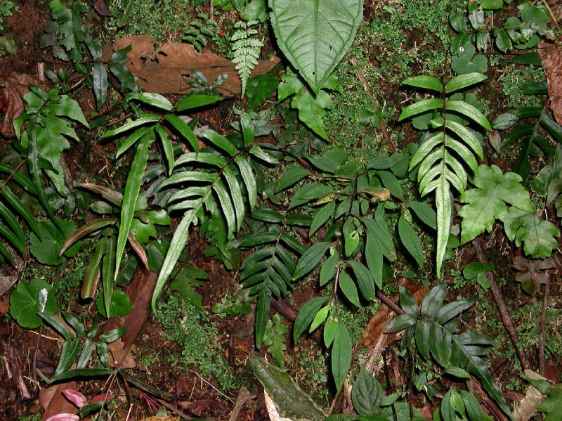 Blechnaceae Blechnum caudatum
