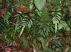 image of Blechnum caudatum