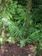 image of Austroblechnum divergens