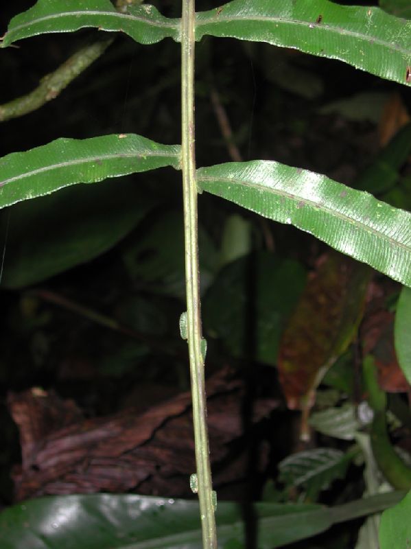 Blechnaceae Lomaridium ensiforme