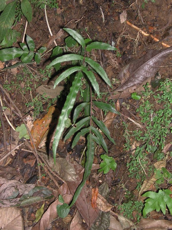 Blechnaceae Blechnum gracile