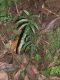 image of Blechnum gracile