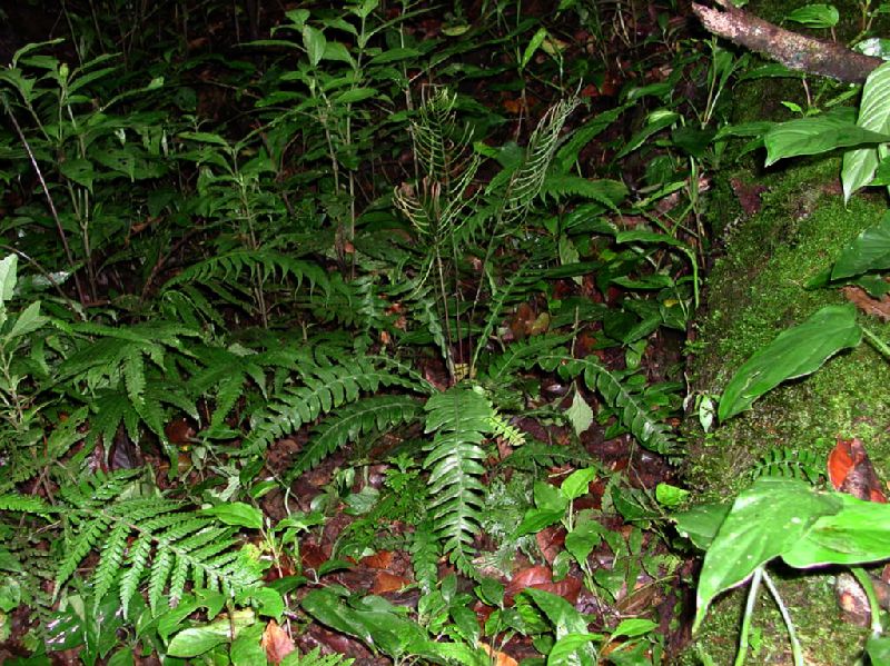 Blechnaceae Austroblechnum lehmannii