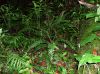 image of Austroblechnum lehmannii