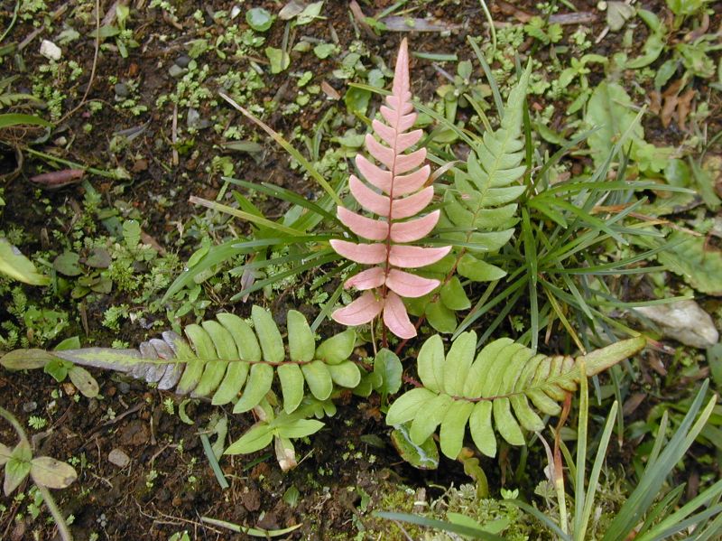 Blechnaceae Blechnum appendiculatum