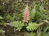 image of Blechnum appendiculatum
