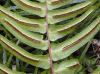 image of Blechnum occidentale