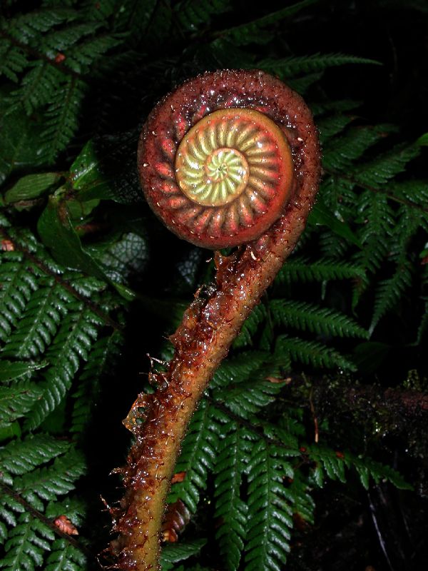 Blechnaceae Parablechnum schiedeanum