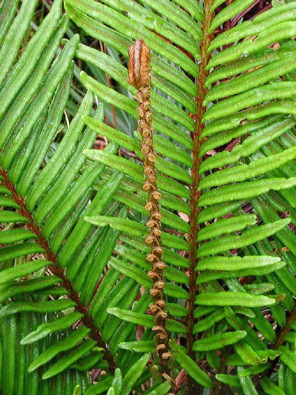 Blechnaceae Lomariocycas aurata