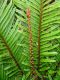 image of Lomariocycas aurata
