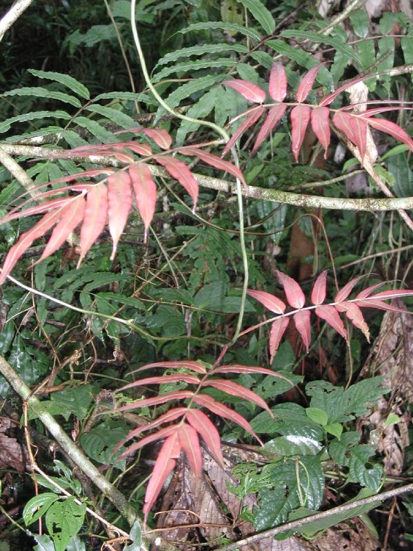 Blechnaceae Salpichlaena papyrus