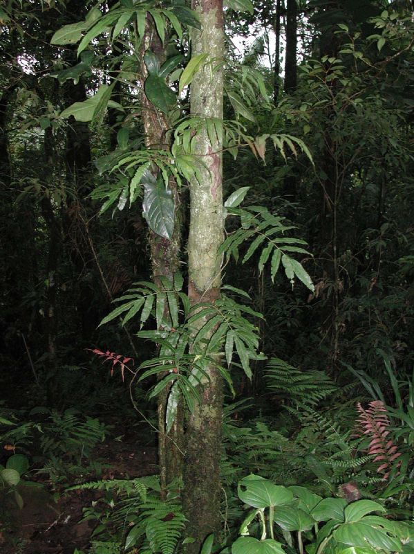 Blechnaceae Salpichlaena papyrus