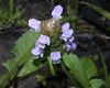 image of Prunella vulgaris