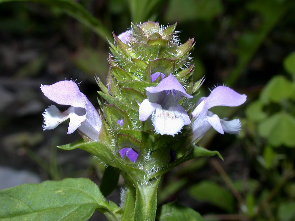 Lamiaceae Prunella vulgaris