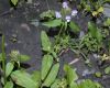 image of Prunella vulgaris