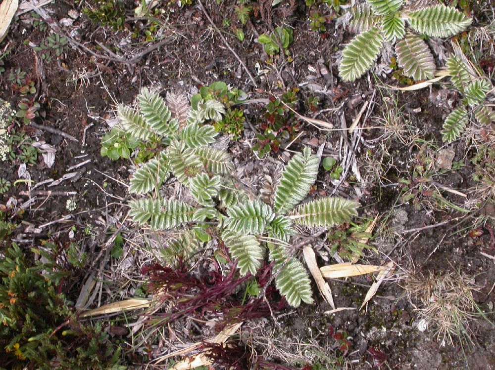 Rosaceae Acaena cylindrostachya