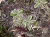 image of Acaena cylindrostachya