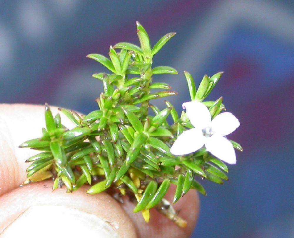 Rubiaceae Arcytophyllum muticum