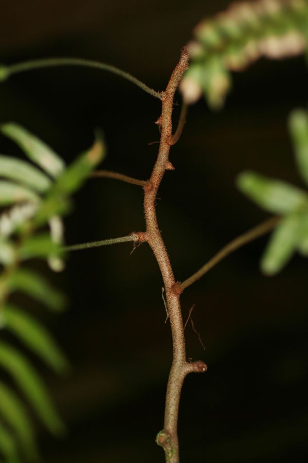 Polypodiaceae Pleopeltis myriolepis