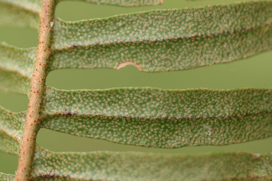 Polypodiaceae Pleopeltis myriolepis
