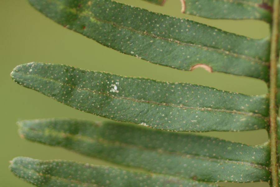 Polypodiaceae Pleopeltis myriolepis