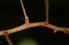 image of Pleopeltis myriolepis