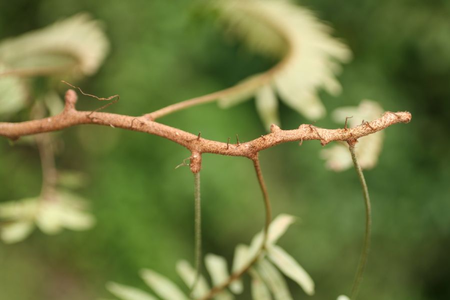Polypodiaceae Pleopeltis myriolepis