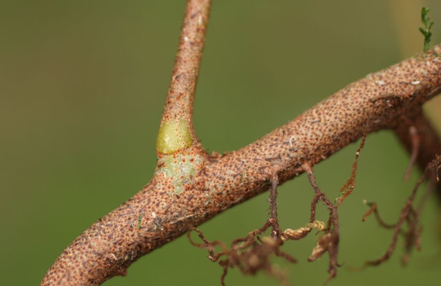 Polypodiaceae Pleopeltis myriolepis