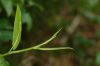 image of Polygonum 
