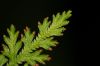 image of Selaginella moellendorffii