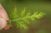 image of Selaginella moellendorffii