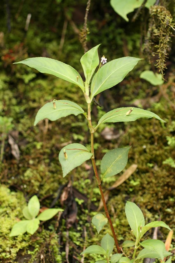 Violaceae Viola stipularis