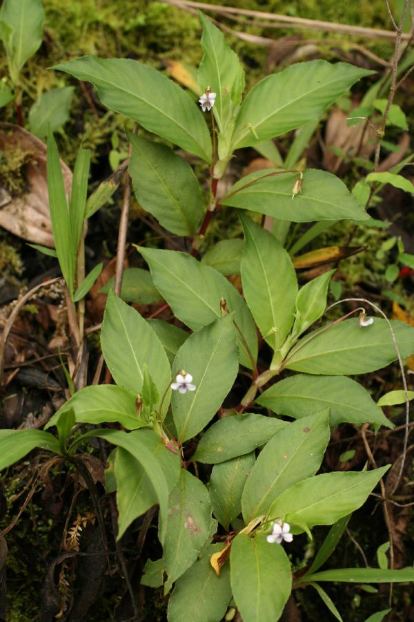 Violaceae Viola stipularis