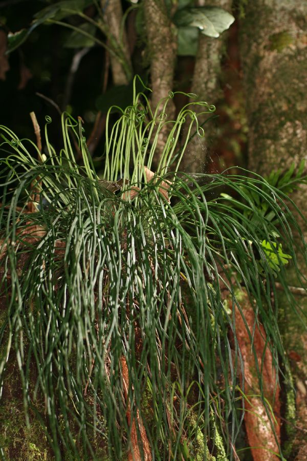 Pteridaceae Vittaria graminifolia