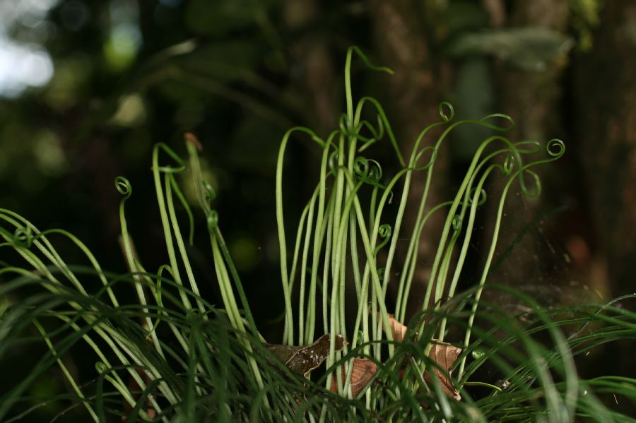 Pteridaceae Vittaria graminifolia