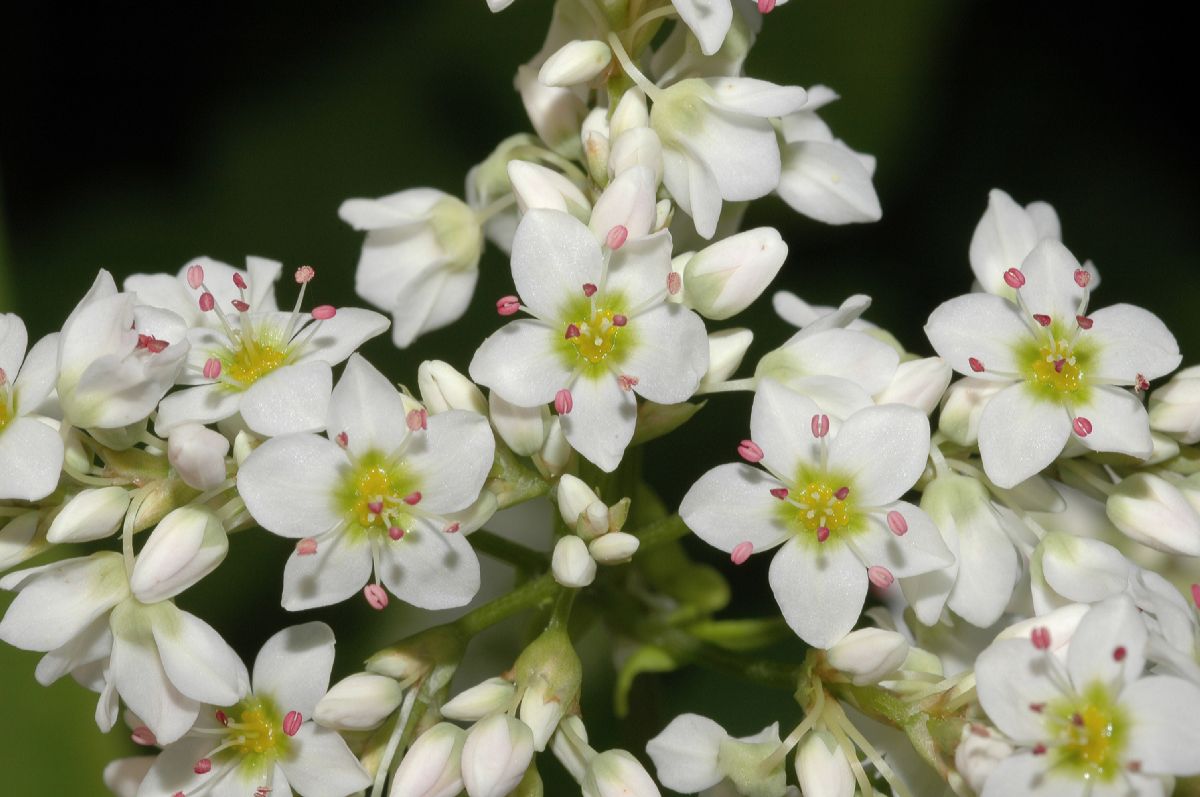 Polygonaceae Fagopyrum esculentum