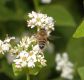 image of Apis mellifera