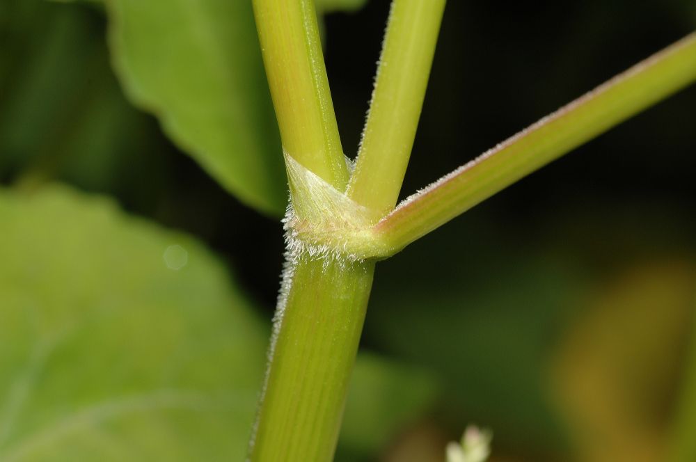 Polygonaceae Fagopyrum esculentum