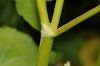 image of Fagopyrum esculentum