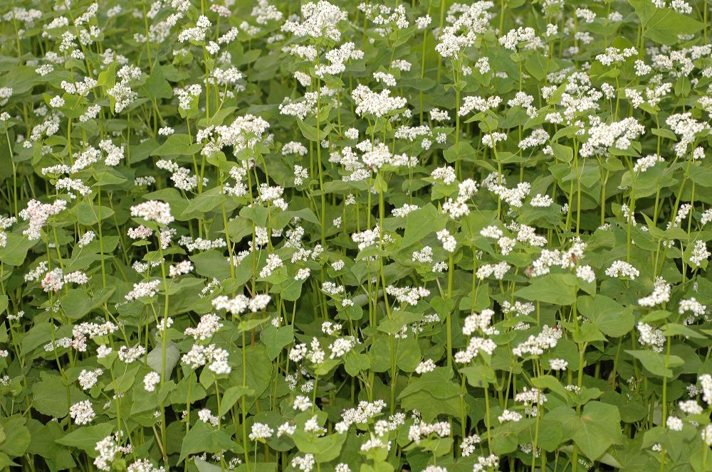 Polygonaceae Fagopyrum esculentum