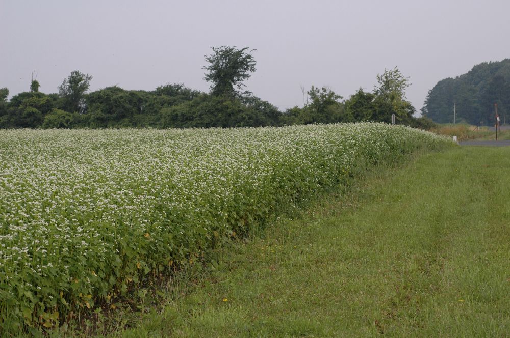 Polygonaceae Fagopyrum esculentum