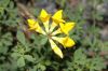 image of Lotus corniculatus