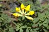 image of Lotus corniculatus