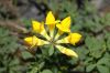 image of Lotus corniculatus