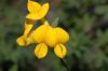 image of Lotus corniculatus