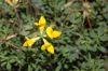 image of Lotus corniculatus